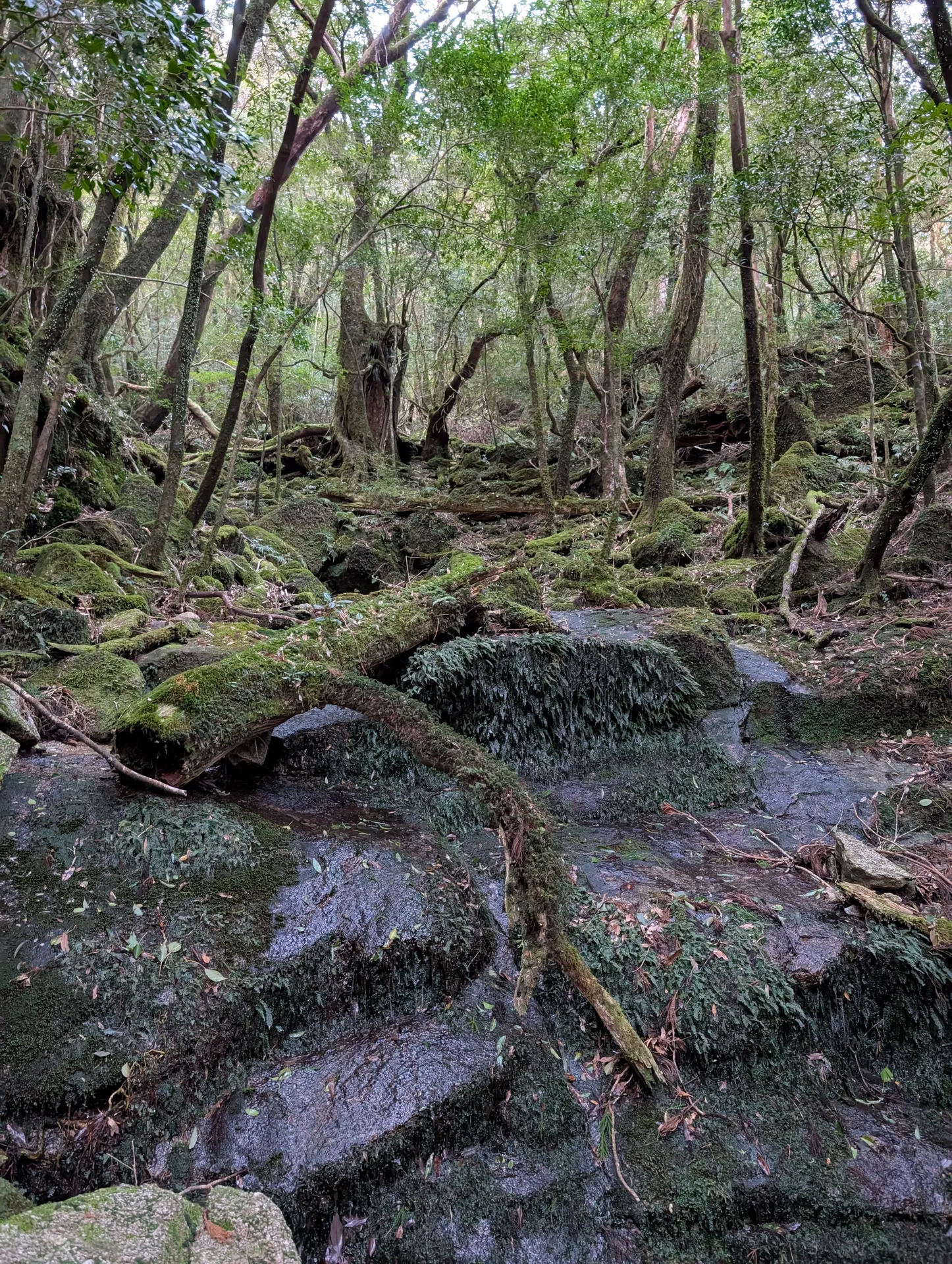 苔におおわれた岩と倒木